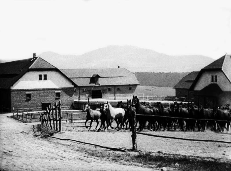 State stud farm in Topolčianky - picture 2